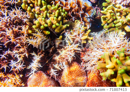 Underwater coral reef tropical landscape Underwater coral reef tropical landscape 71807413