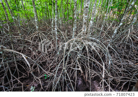 Mangrove forest near El Nido, Philippines Mangrove forest near El Nido, Philippines 71807423