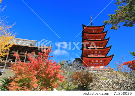 [Hiroshima Prefecture] Miyajima under fine weather (Itsukushima Shrine) 71808029