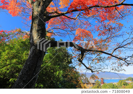 [廣島縣]天氣晴朗時的宮島（神島神社） 71808049