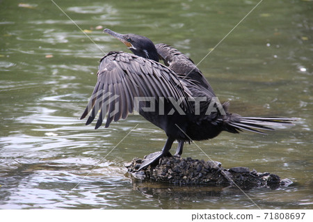 Waterfowl inhabiting Sao Paulo Brazil Waterfowl inhabiting Sao Paulo Brazil 71808697