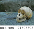 Monkey skull side view (horizontal) 71808808