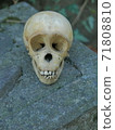 Monkey skull front view (vertical) 71808810