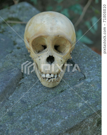 Monkey skull front view (vertical) Monkey skull front view (vertical) 71808810