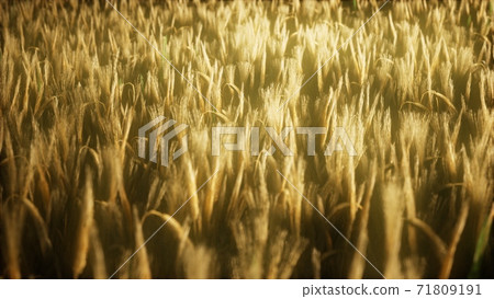 8K Ripe yellow rye field under beautiful summer sunset sky 71809191