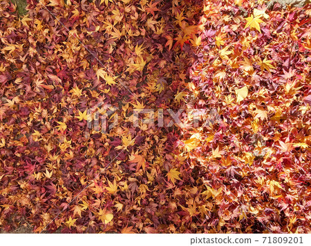 One side of maple and ginkgo that fell to the ground 71809201