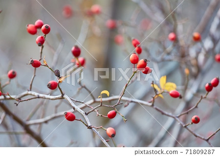 Rosehips herb closeup Rosehips herb closeup 71809287