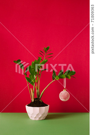 green houseplant on a red background decorated with a Christmas ball green houseplant on a red background decorated with a Christmas ball 71809363