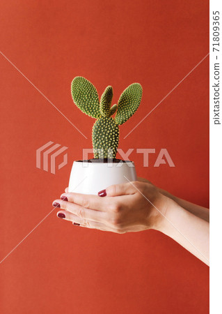 cactus in a white pot in women's hands on a brown background 71809365