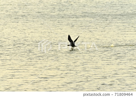 在漲潮時在潮灘上 71809464