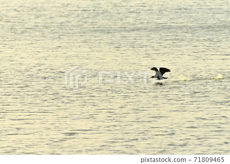 At high tide on tidal flats 71809465