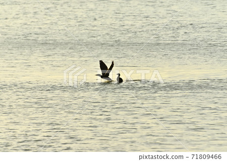 At high tide on tidal flats At high tide on tidal flats 71809466