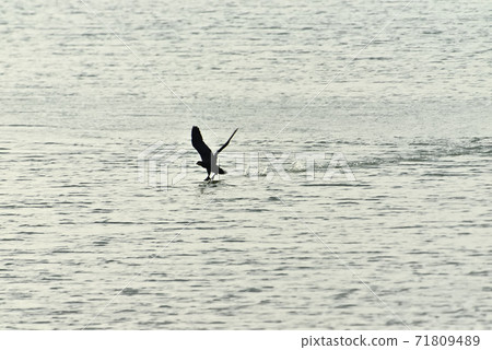 在漲潮時在潮灘上 71809489