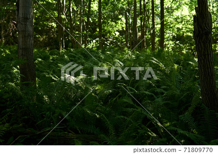 thickets of forest ferns in the shade between tree trunks 71809770