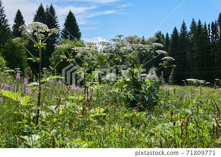 poisonous invasive weed Sosnovsky hogweed in the meadow 71809771
