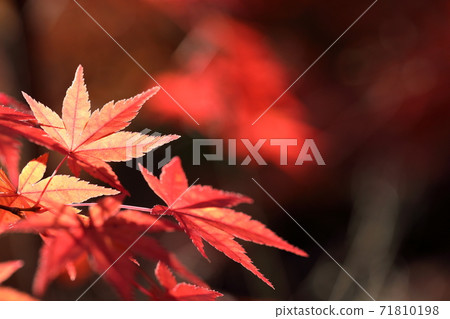 秋天的樹葉 秋天的樹葉 71810198