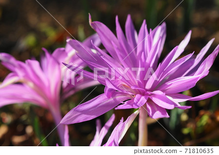 十一月調布714 Corticum，Inusafranc，Keio Angers 71810635