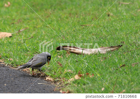 Noisy Miner, Manorina melanocephala, on grass 71810668