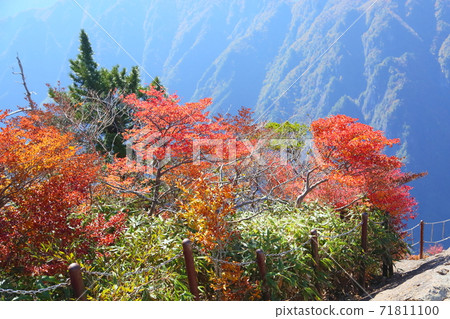 Bright autumn leaves Shiroyashio 71811100