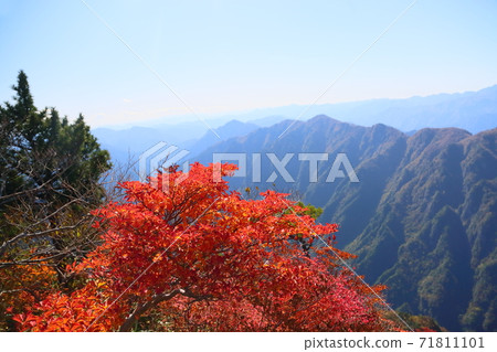 Bright autumn leaves Shiroyashio Bright autumn leaves Shiroyashio 71811101