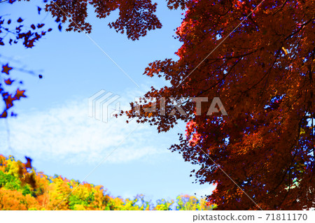 從京都市左京區榮山空中纜車看到的秋葉景觀，秋天，山，榮山[11月] 71811170