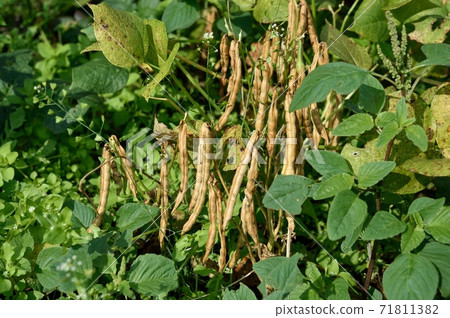 Red bean fruit 71811382