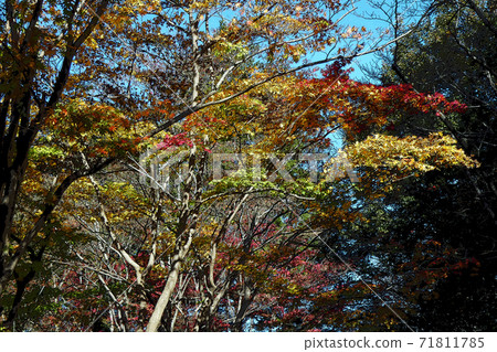東山動物園和植物園 東山動物園和植物園 71811785