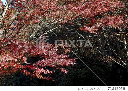 Higashiyama Zoo and Botanical Garden Higashiyama Zoo and Botanical Garden 71812056