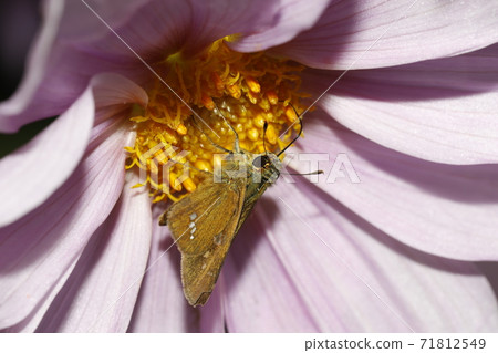 Parnara guttata sucking on the flowers of Koteidaria Parnara guttata sucking on the flowers of Koteidaria 71812549