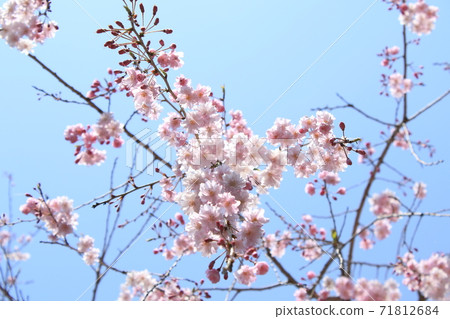 Weeping cherry tree on the hill of Hitachi Fudoki 71812684