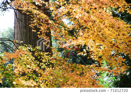 Yamura Sugi of Tonegawa Shrine Yamura Sugi of Tonegawa Shrine 71812720