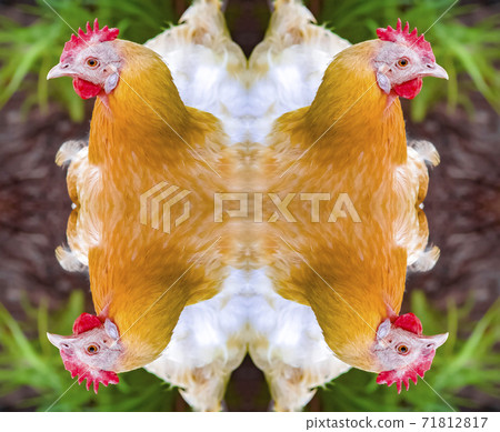 Fluffy orange chicken reflected four times corners Fluffy orange chicken reflected four times corners 71812817