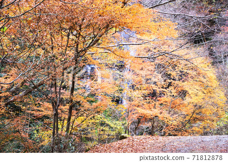 秋葉的白rat 71812878