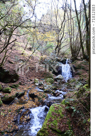 秋葉的白rat 71812883