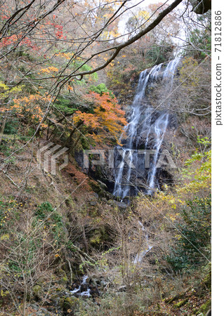 秋葉的白rat 71812886