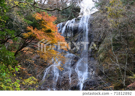 秋葉的白rat 71812892