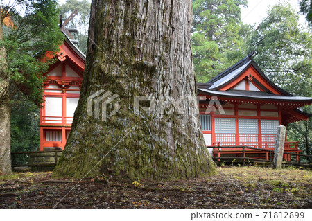 音川神社的矢村杉 71812899