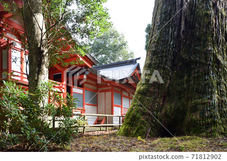 音川神社的矢村杉 音川神社的矢村杉 71812902