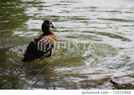 沐浴在巴西聖保羅市一個公園的池塘里的水鳥 沐浴在巴西聖保羅市一個公園的池塘里的水鳥 71813468