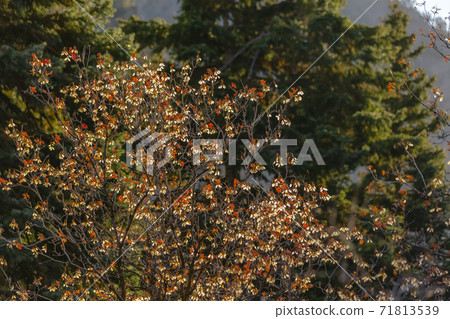 Close up of a tree with orange leaves illuminated by sunlight on a sunny day Close up of a tree with orange leaves illuminated by sunlight on a sunny day 71813539