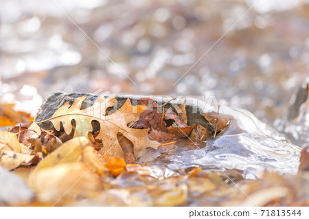 Close up of fallen brown leaves on a rocky terrain covered with frozen water 71813544
