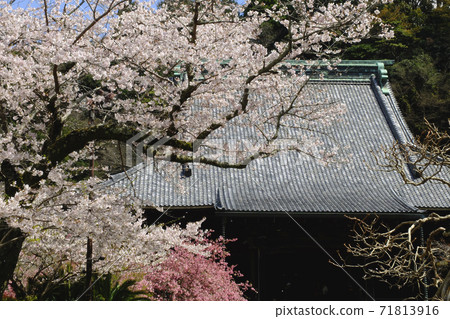 [Kamakura] Myohonji Sakura 71813916