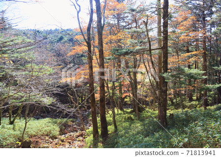 Hardwood forest 71813941