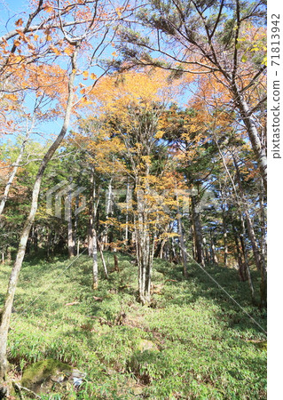 Yellow leaf maple Yellow leaf maple 71813942