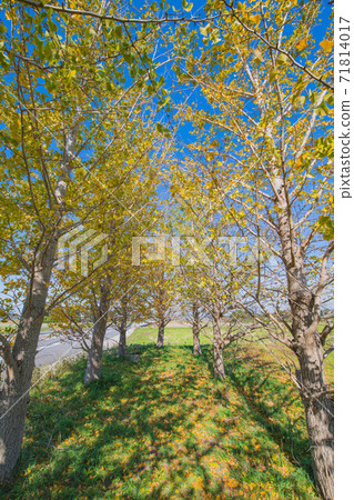Fall landscape Fall landscape 71814017