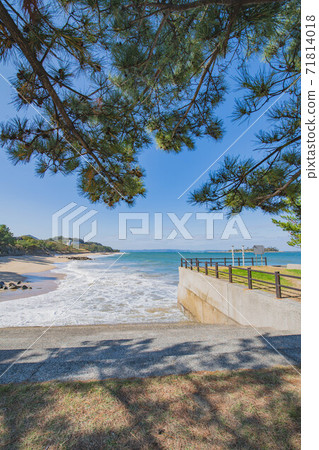 Coastal pine 71814018