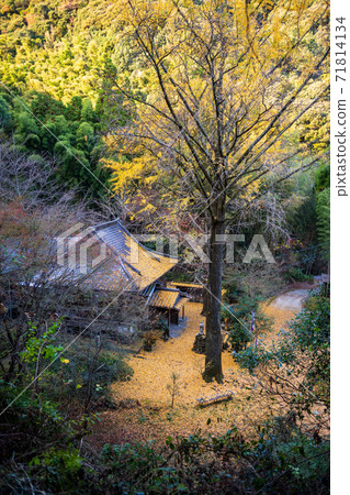 Beautiful ginkgo of Koheiji Temple in autumn Beautiful ginkgo of Koheiji Temple in autumn 71814134