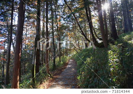 樹洩漏日路 樹洩漏日路 71814344