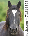 Kandachime with a dignified face 71814396