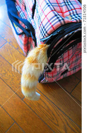 The tail of a cat that sticks out of the pet carry 71814506